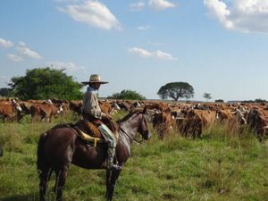 Gaucho Cows Argentina Cattle