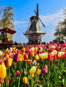 Tulips and windmill at Keukenhof gardens